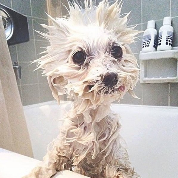 Hilarious Photos Capture Dog Emotions at Bath Time | Animals Zone