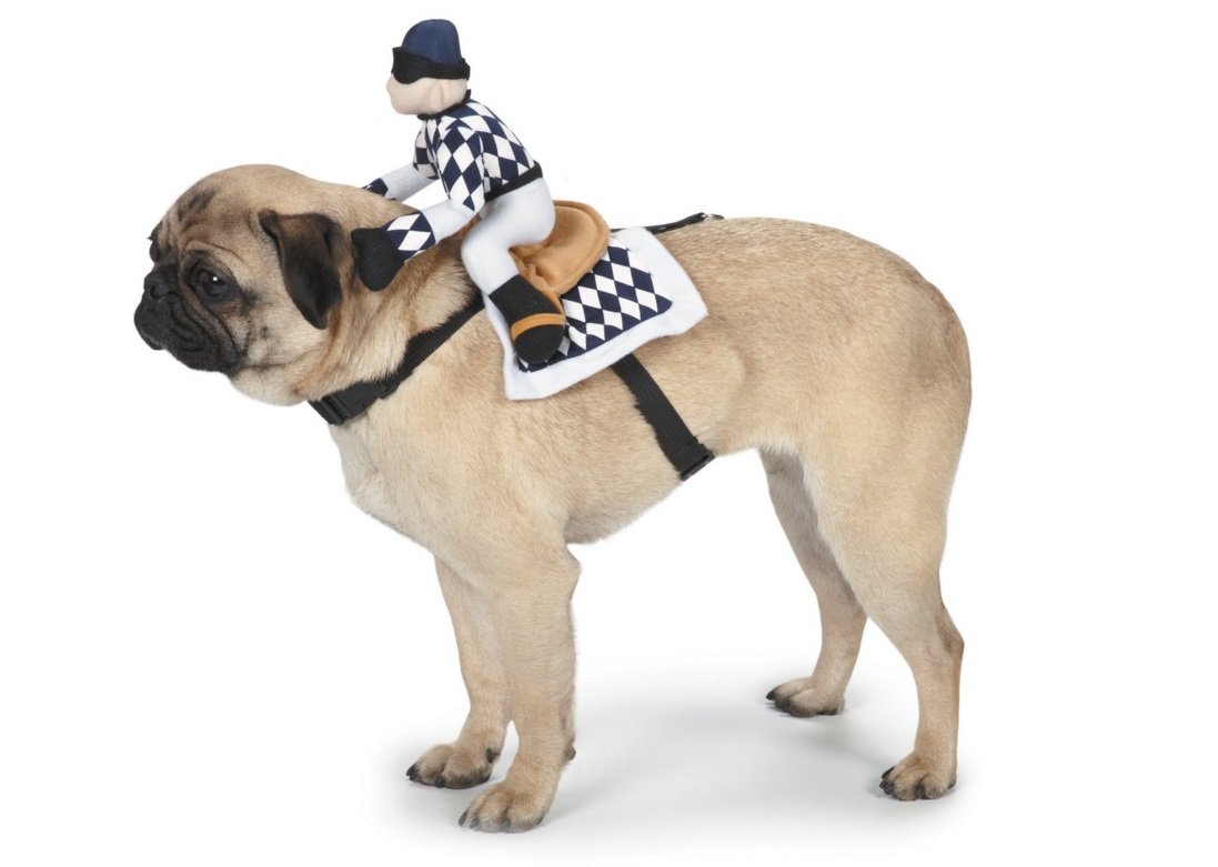 15 Funniest Dog Costume Ideas for Halloween | Animals Zone