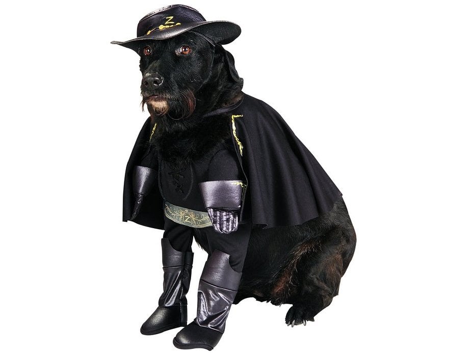 Zorro is all ready for Halloween | Animals Zone