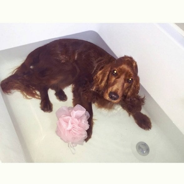 Lovely Sunday bath | Animals Zone