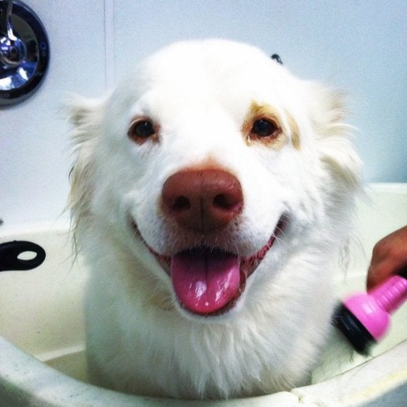 Toffee loves getting baths | Animals Zone