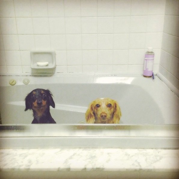 Bath Time! | Animals Zone