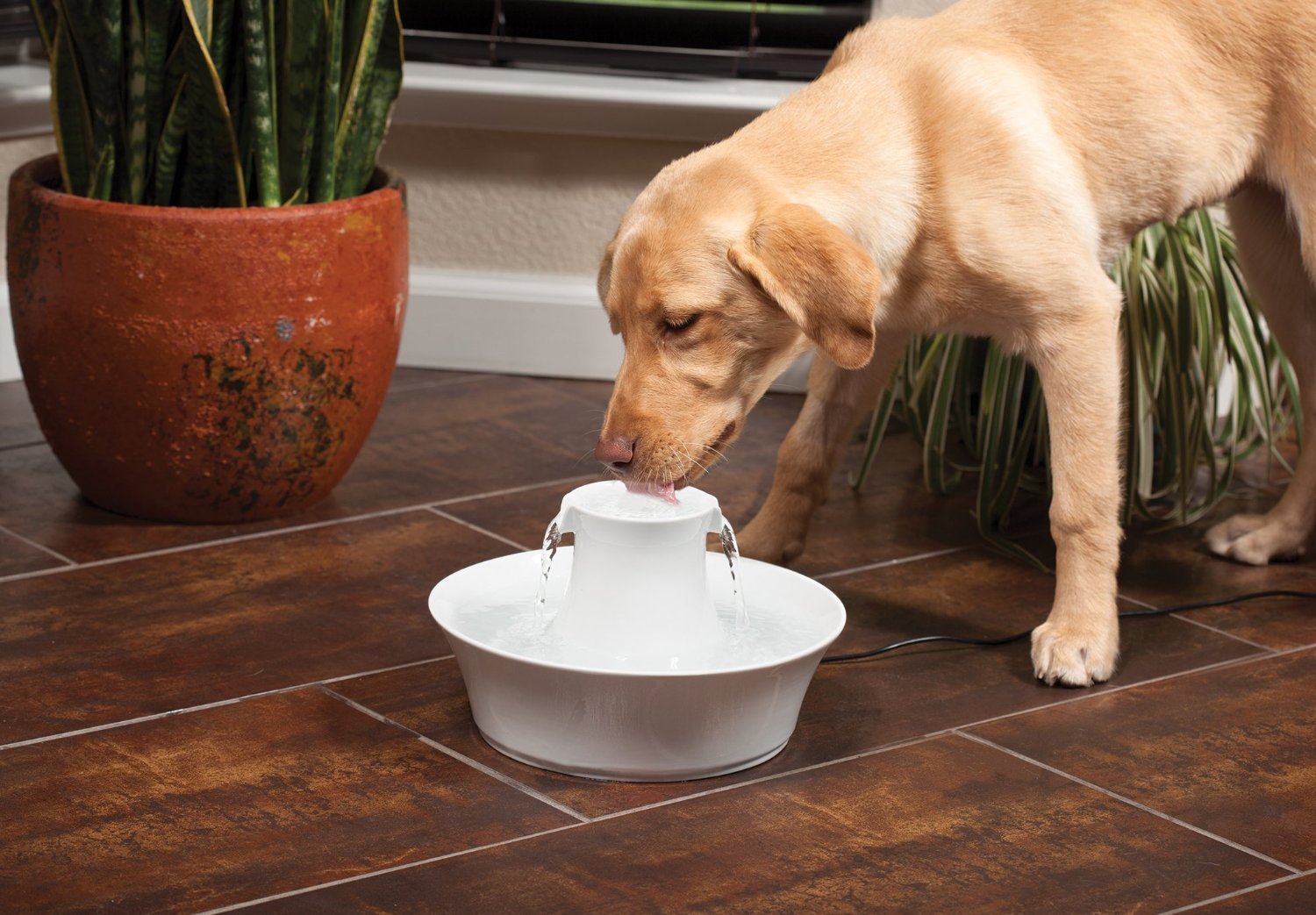 PetSafe Drinkwell Ceramic Avalon Fountain for Pets | Animals Zone