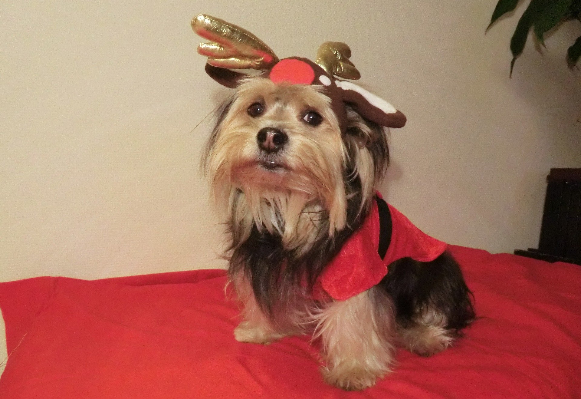 Christmas Pets 2015: Totally Ready to Celebrate | Animals Zone