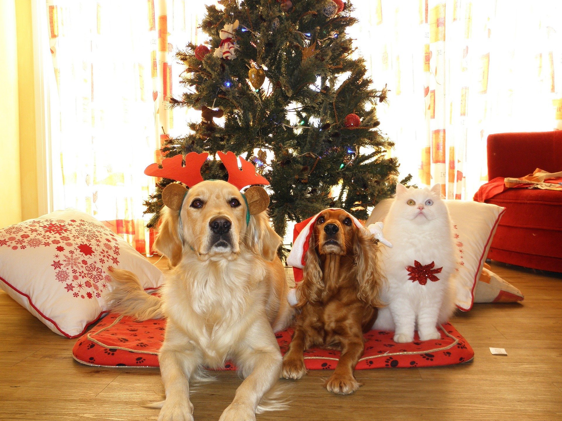 Holiday Gift Guide: Best Gifts for Dogs and Cats this Christmas | Animals Zone