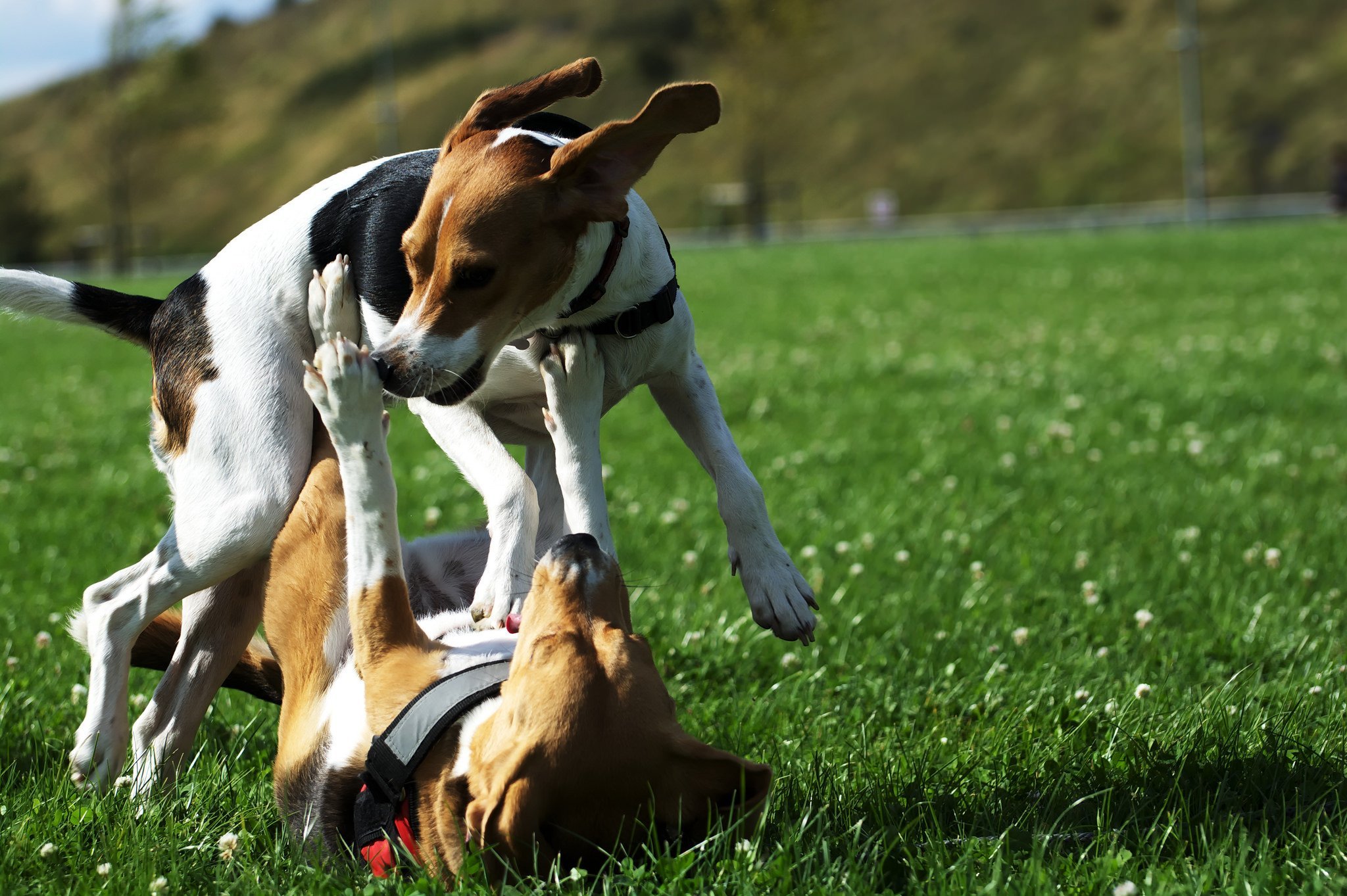 #Beagles are happiest when they can be with other dogs. | Animals Zone