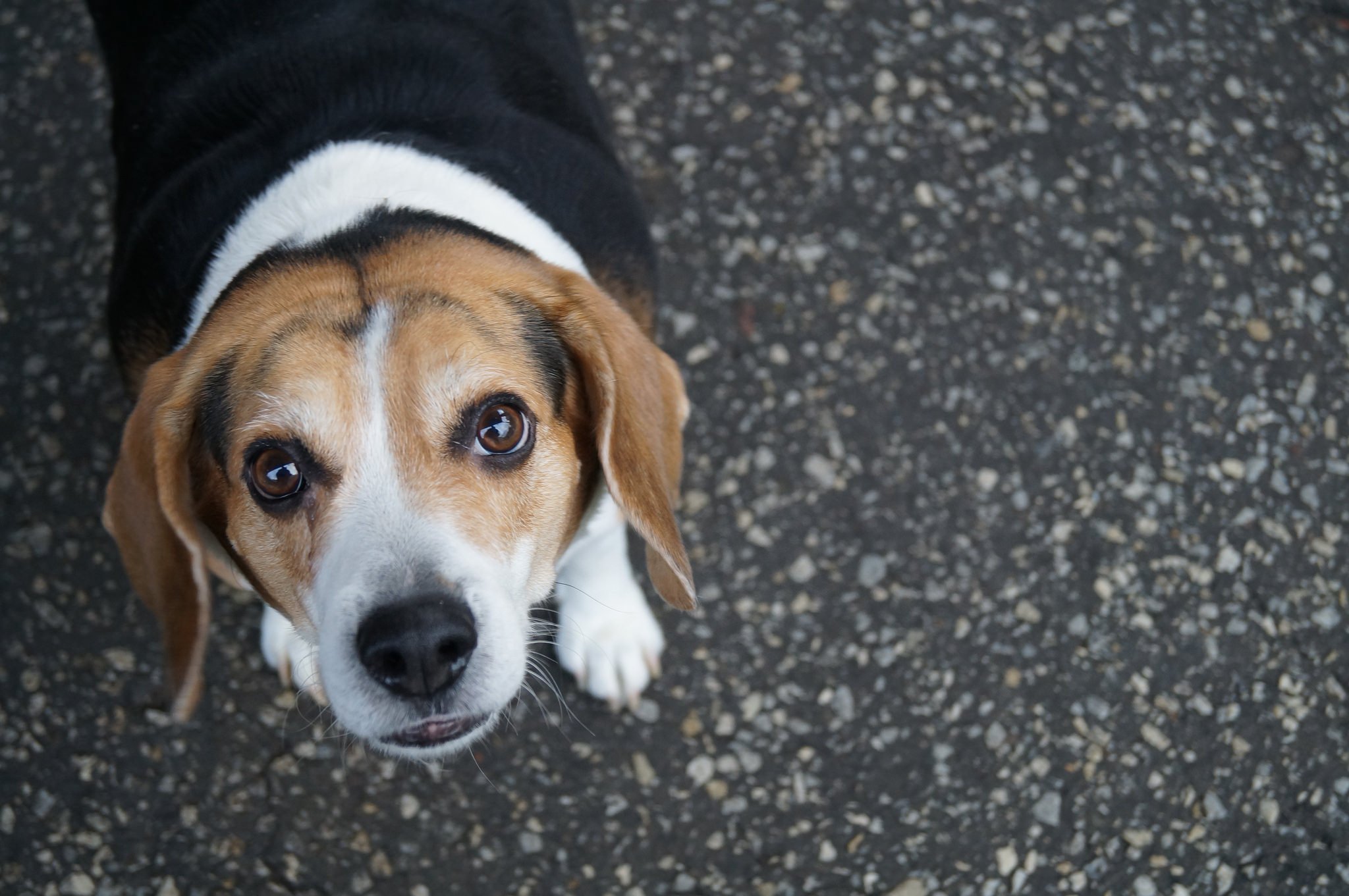 Size. #Beagles are small to medium size dogs | Animals Zone