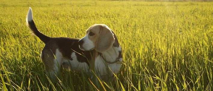 10 Fun & Interesting Facts about #Beagles | Animals Zone