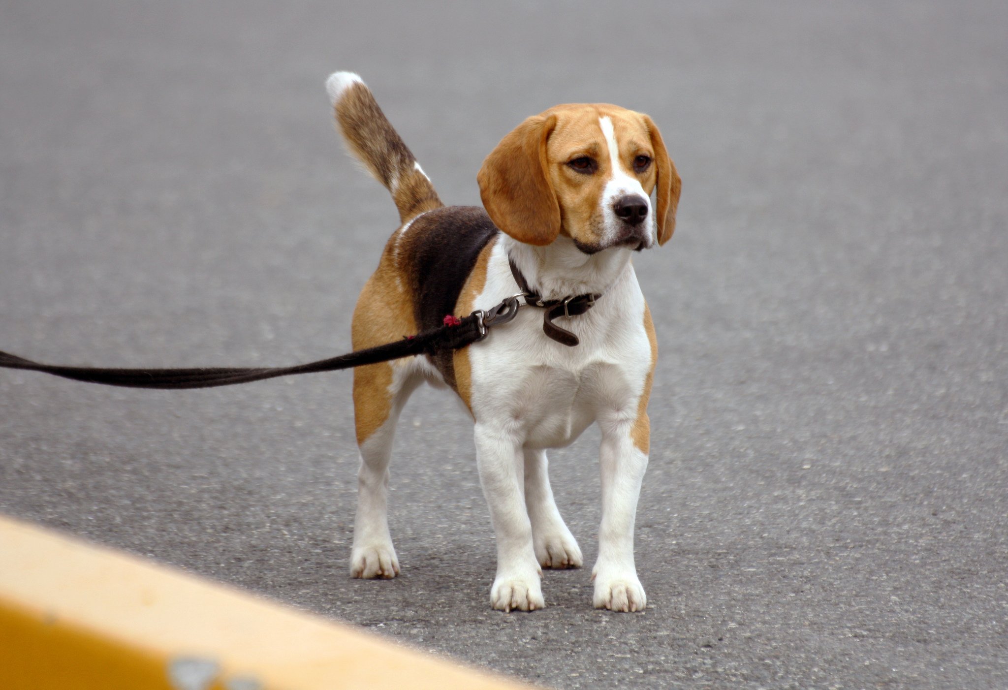 No one is really sure when or where the #Beagle breed first emerged | Animals Zone