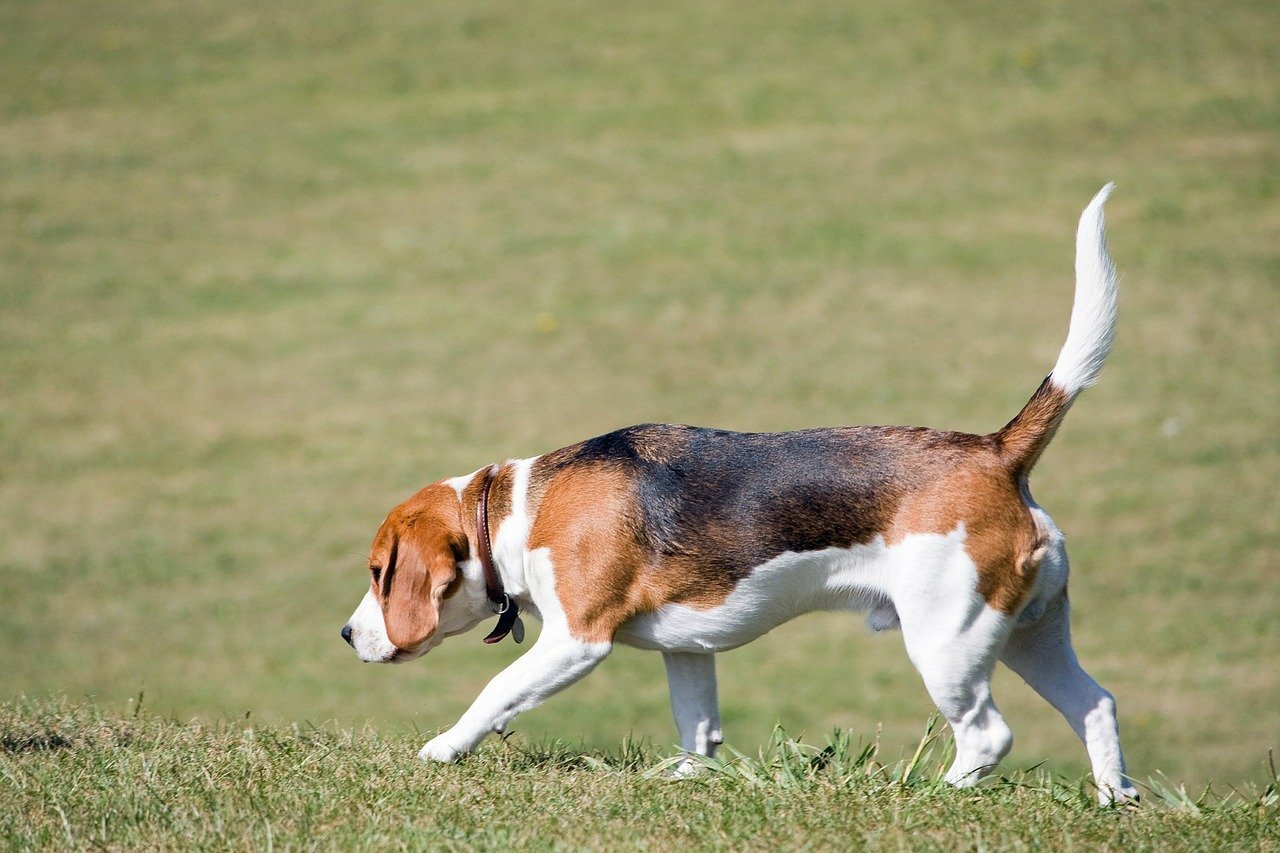 #Beagles are wanderers by nature because of their highly developed sense of smell. | Animals Zone