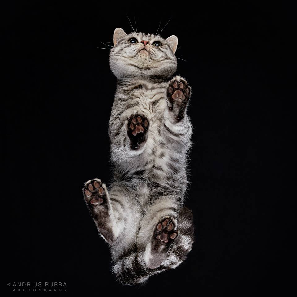BRITISH SHORTHAIR. A Photographer Captures Cats from Underneath. Click to read the full story. | Animals Zone