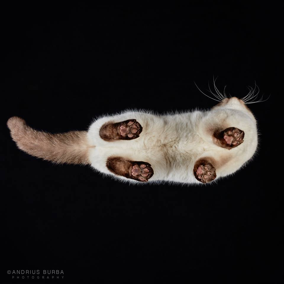 BRITISH SHORTHAIR. A Photographer Captures Cats from Underneath. Click to read the full story. | Animals Zone