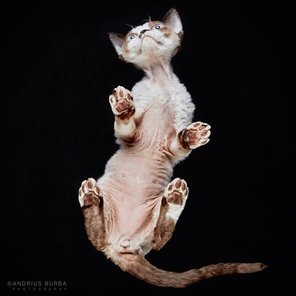 DEVON REX. A Photographer Captures Cats from Underneath. Click to read the full story. | Animals Zone