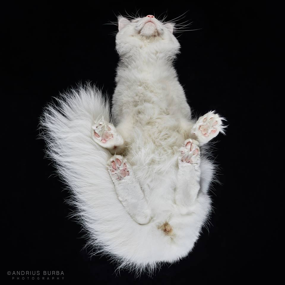 MAINE COON. A Photographer Captures Cats from Underneath. Click to read the full story. | Animals Zone