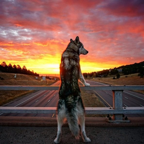 Colorado is a beautiful place to live, especially for a wolfdog, like Loki. Click to read the full story | Animals Zone