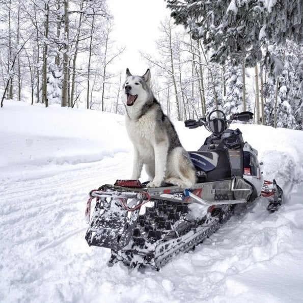 Loki, the wolfdog, is having fun in the snow! Click to read the full story | Animals Zone