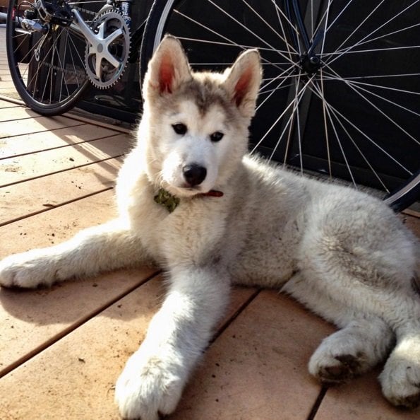 Loki, the wolfdog, was adopted by Outdoor Recreation Coordinator, Kelly Lund in December 2012. Click to read the full story | Animals Zone