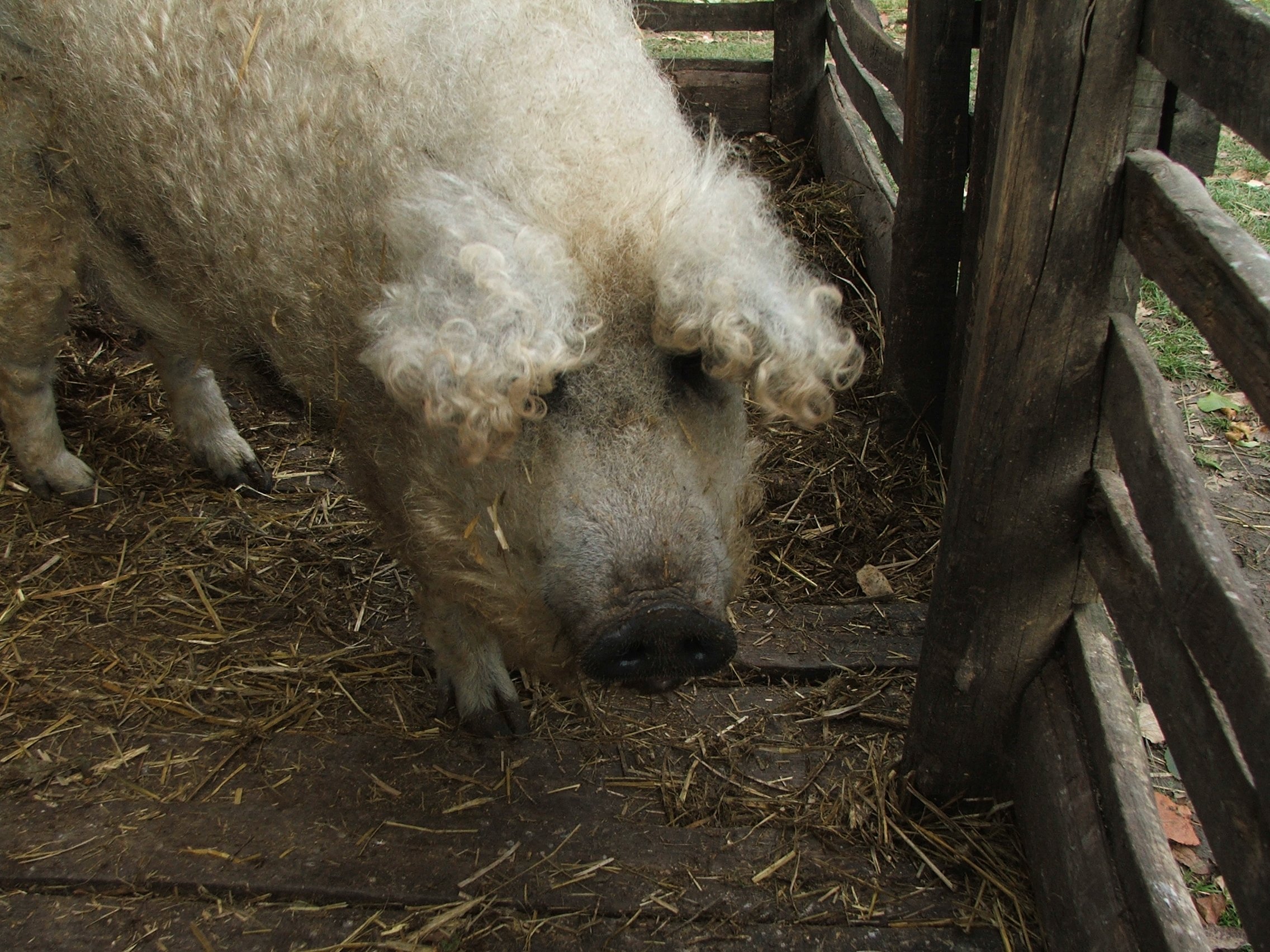 Mangalica, curly-haired pigs | Animals Zone