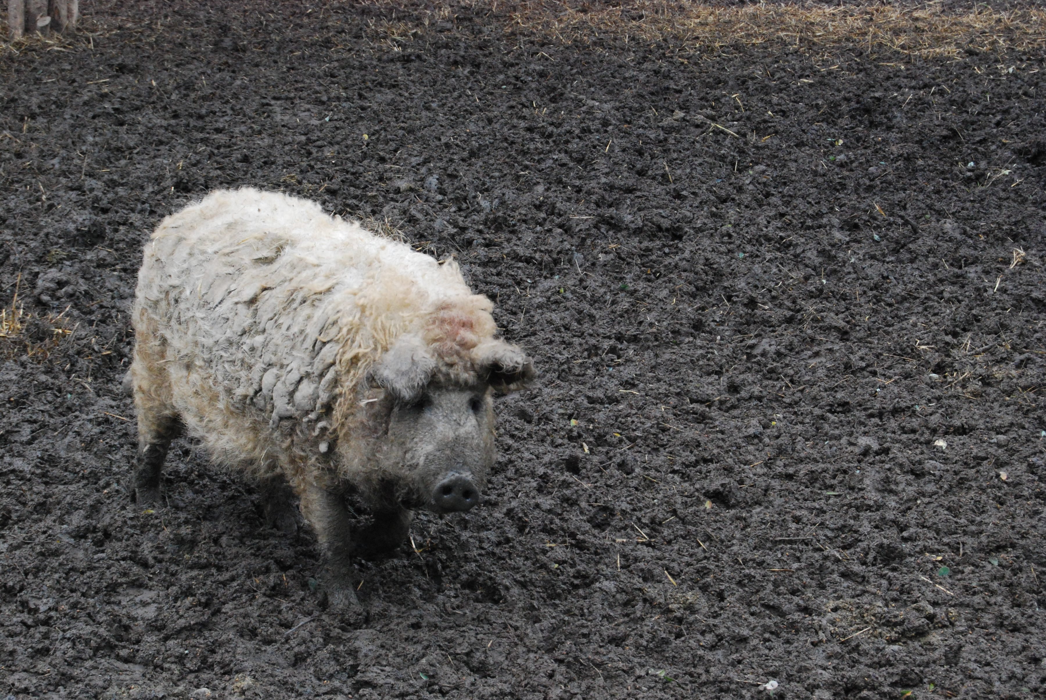 Mangalica, also known as a "sheep pig" | Animals Zone