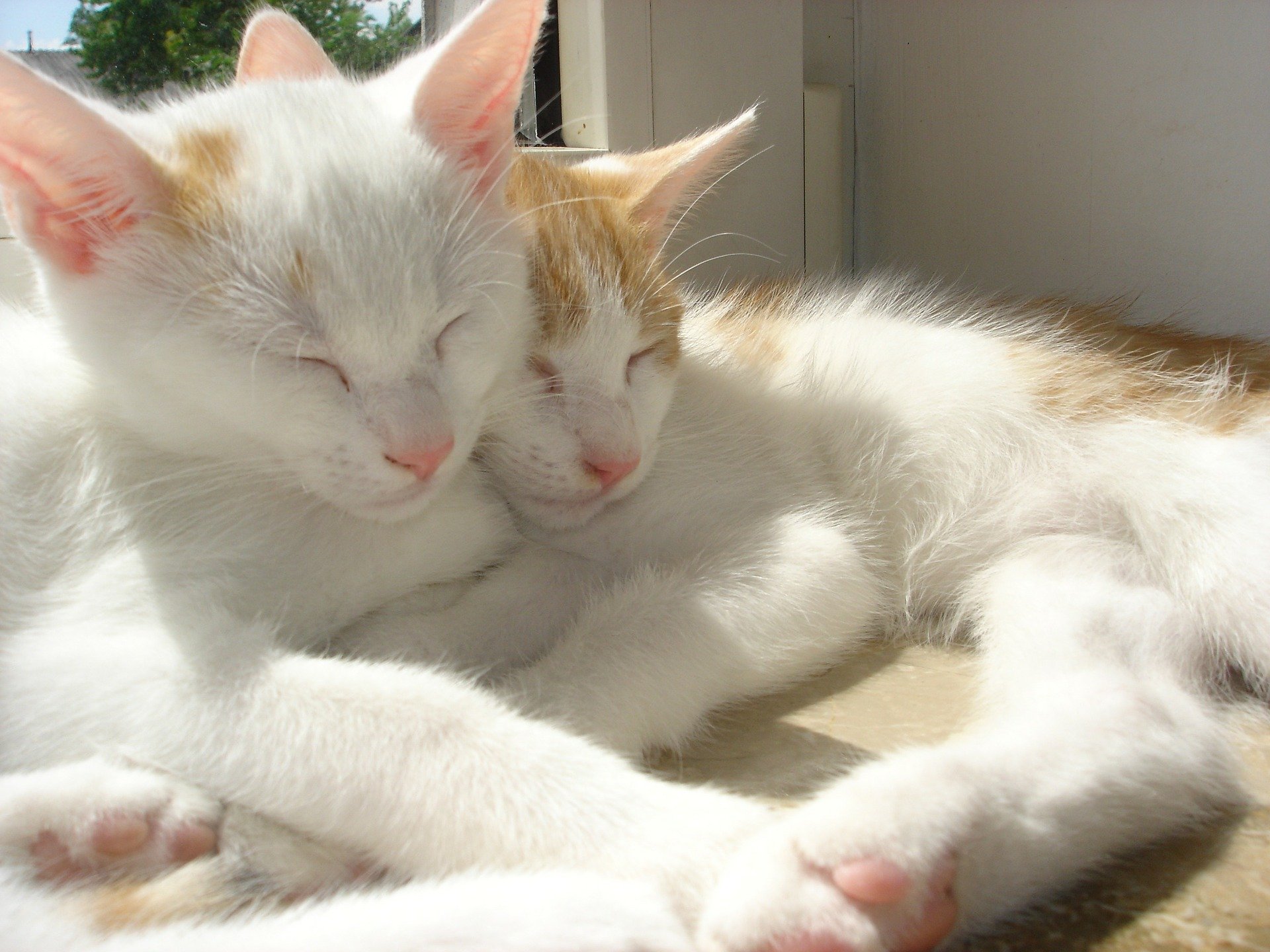 Kitties. Click to see more of Adorable Animal Pictures for Valentine’s Day | Animals Zone
