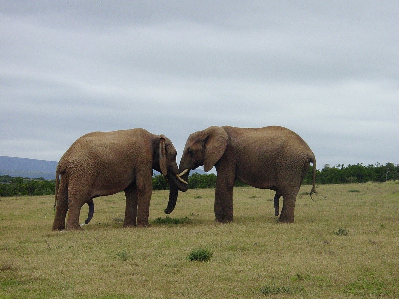 Elephants. 