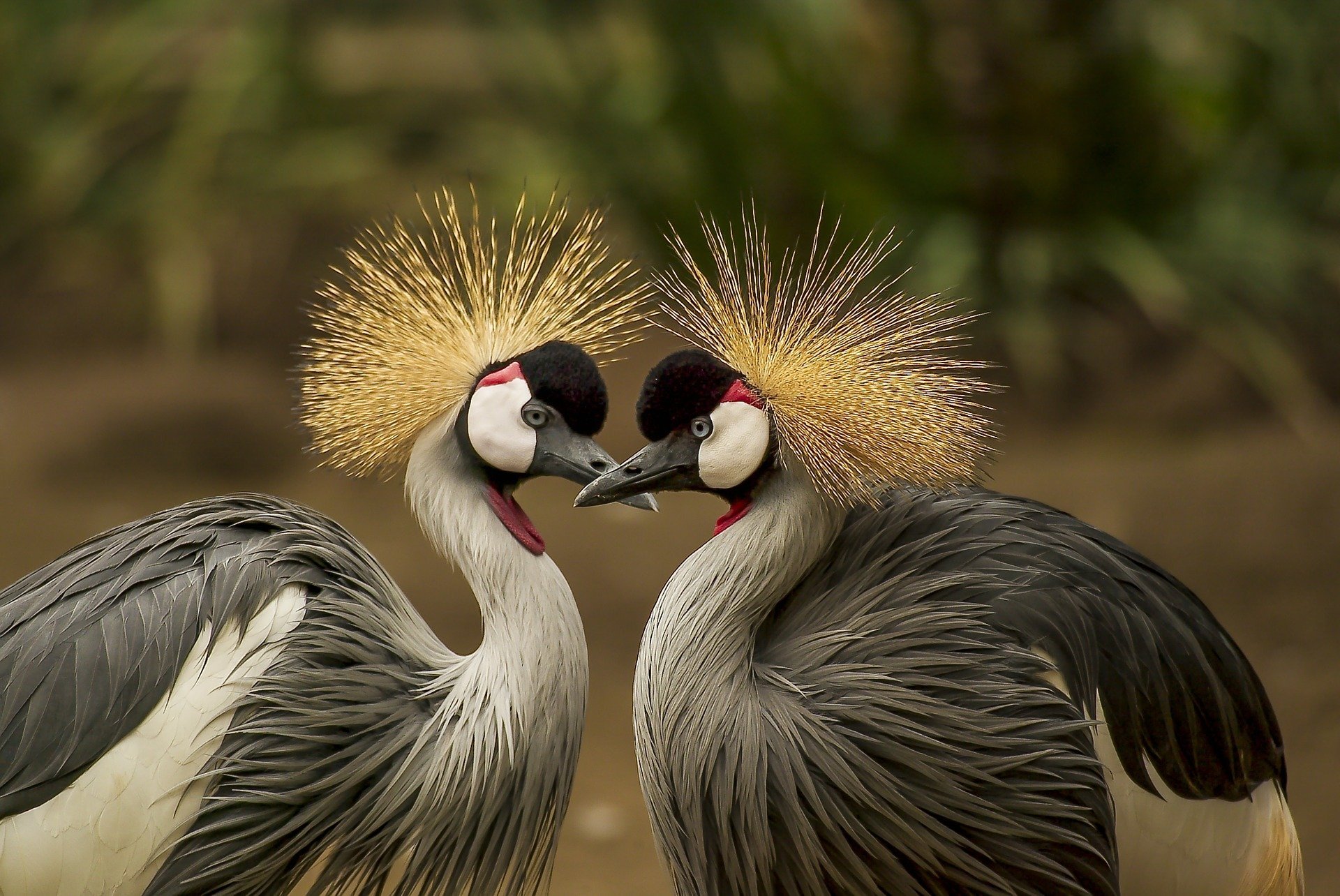 Grey Crowned Crane couple. Click to see more of Adorable Animal Pictures for Valentine’s Day | Animals Zone