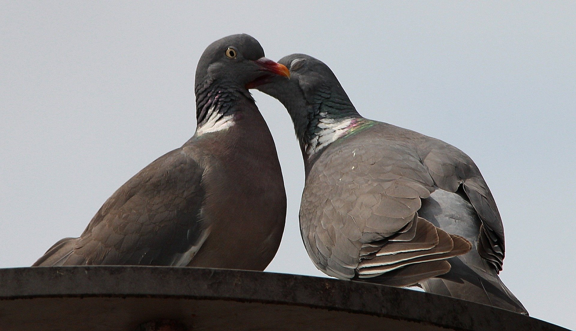 Pigeons. Click to see more of Adorable Animal Pictures for Valentine’s Day | Animals Zone