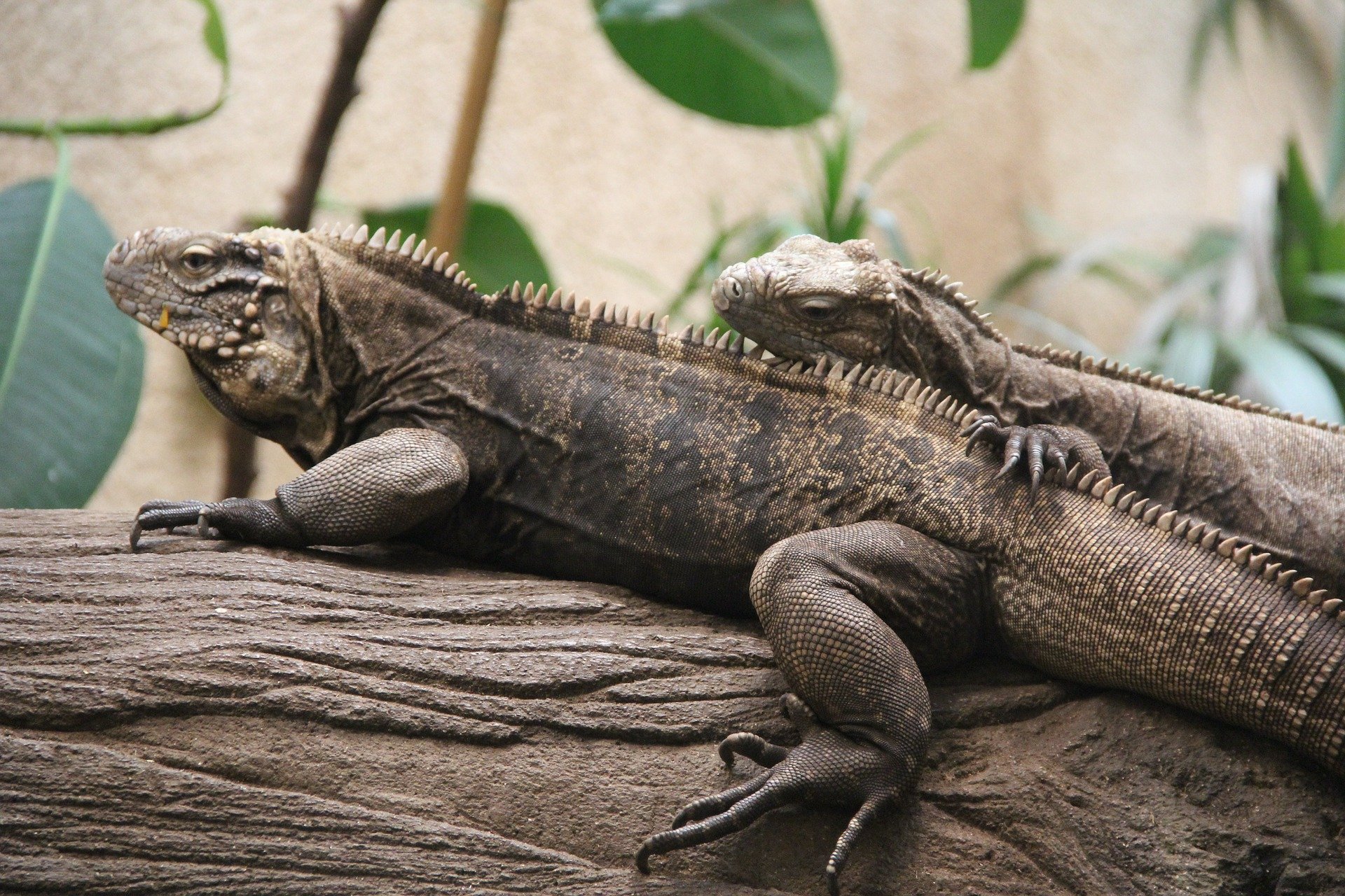Reptiles. Click to see more of Adorable Animal Pictures for Valentine’s Day | Animals Zone
