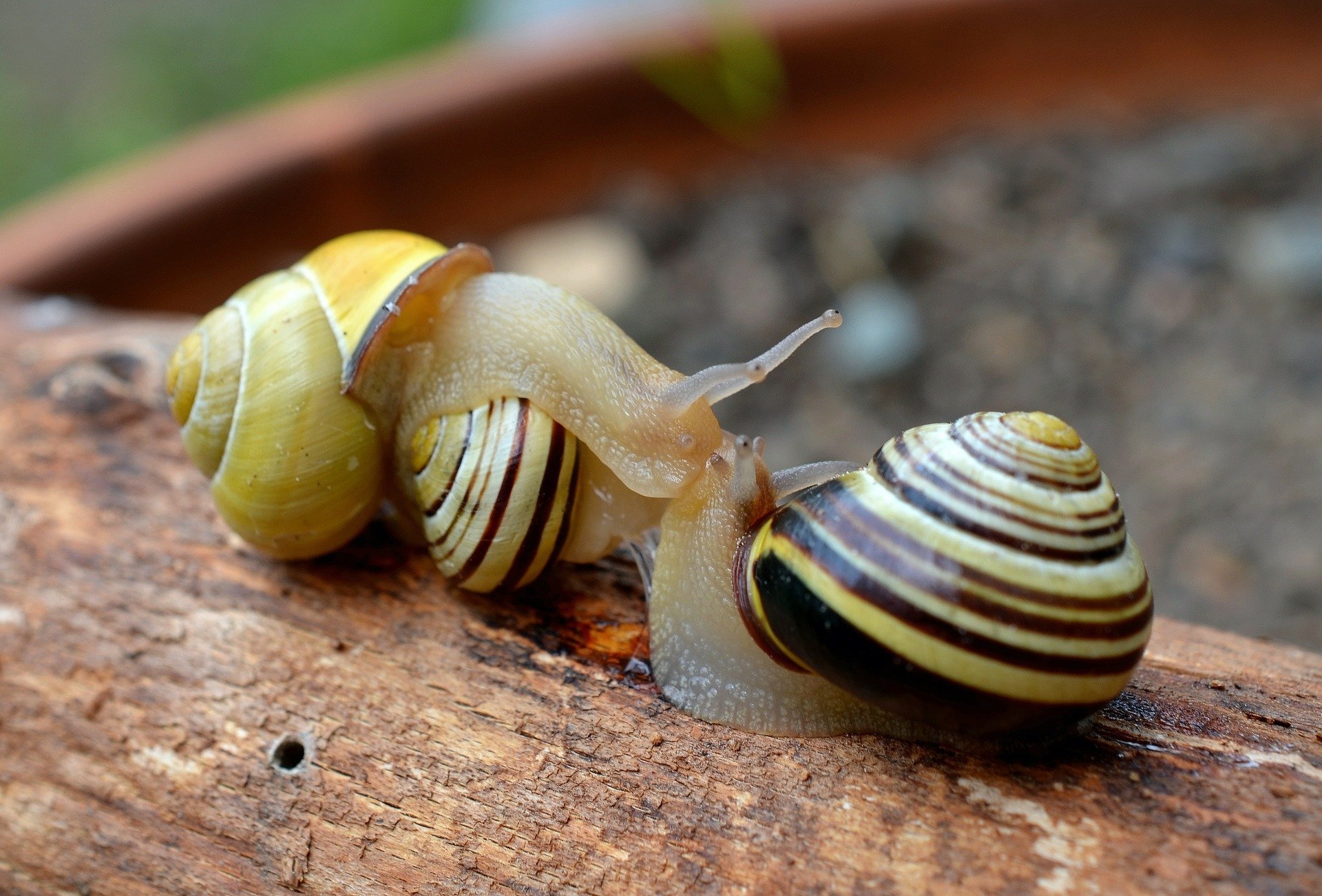 Snails. Click to see more of Adorable Animal Pictures for Valentine’s Day | Animals Zone