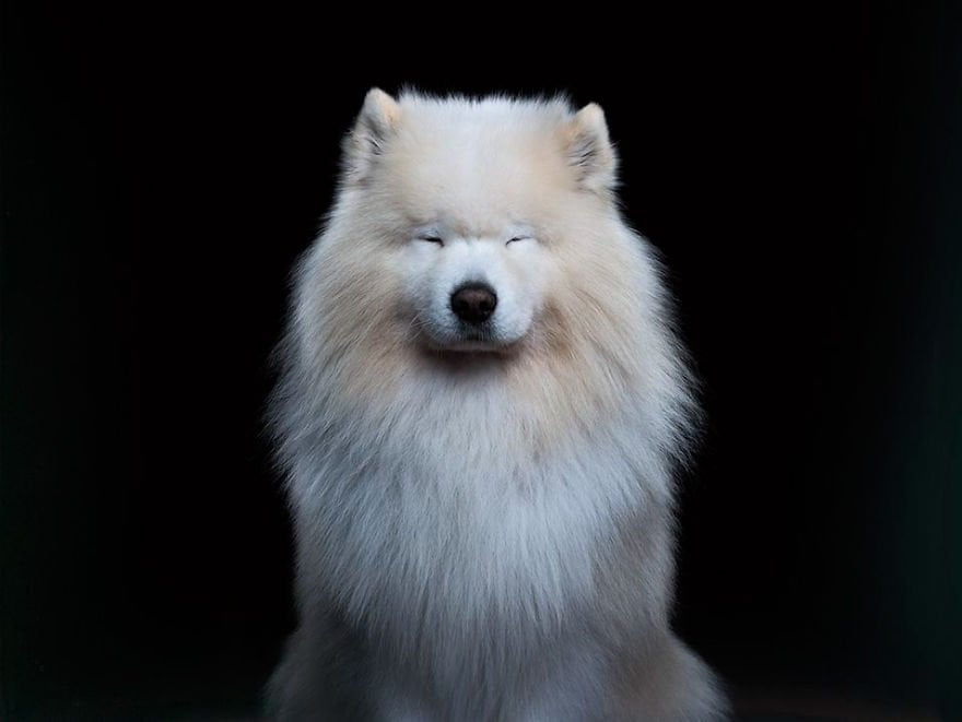 Amazing Personal Portraits Of Animals. Click to read the full story. | Animals Zone