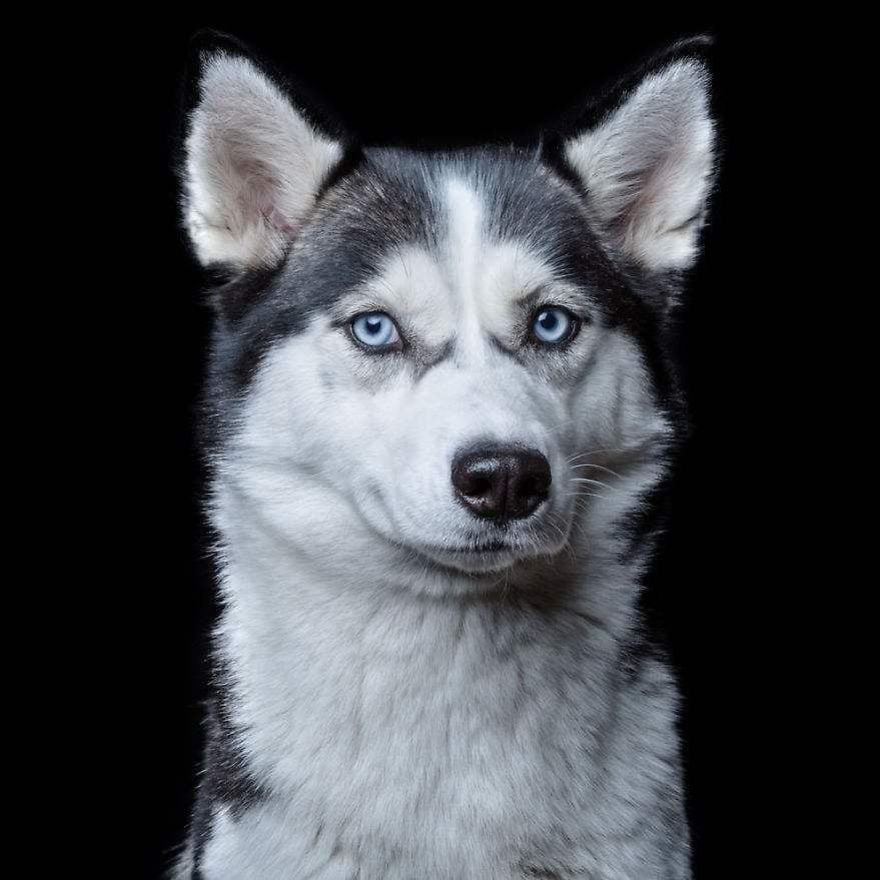 Husky. Animal Portraits by Robert Bahou. Click to read the full story. | Animals Zone