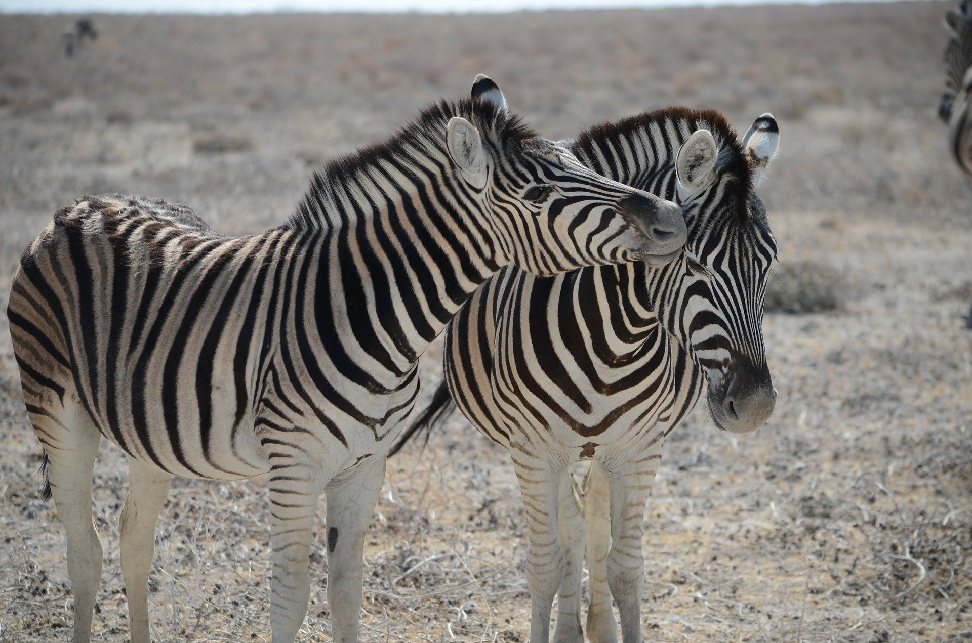 Zebras. Click to see more of Adorable Animal Pictures for Valentine’s Day | Animals Zone