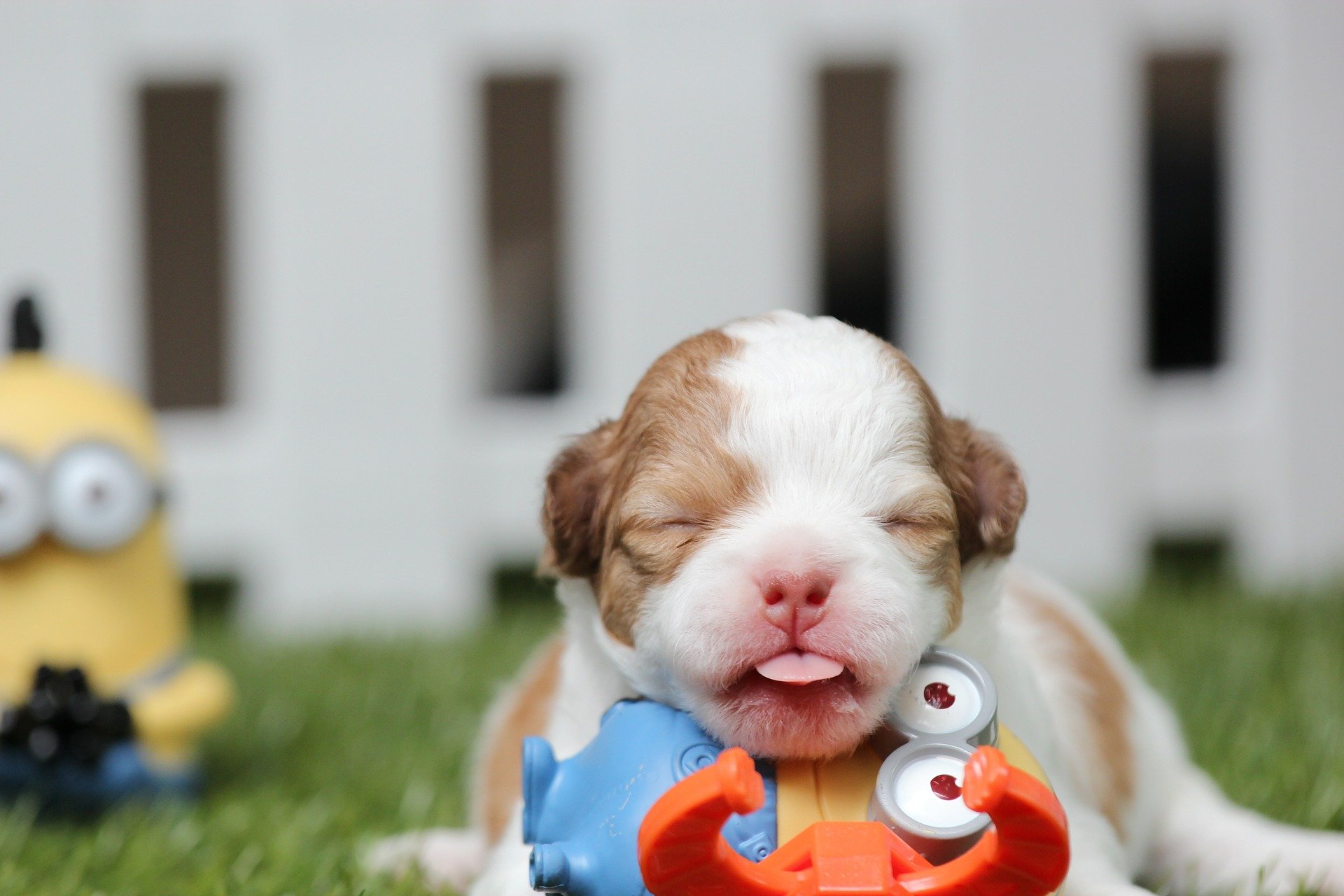 Chihuahua pup. Happy National Puppy Day! Click for more adorable photos! | Animals Zone