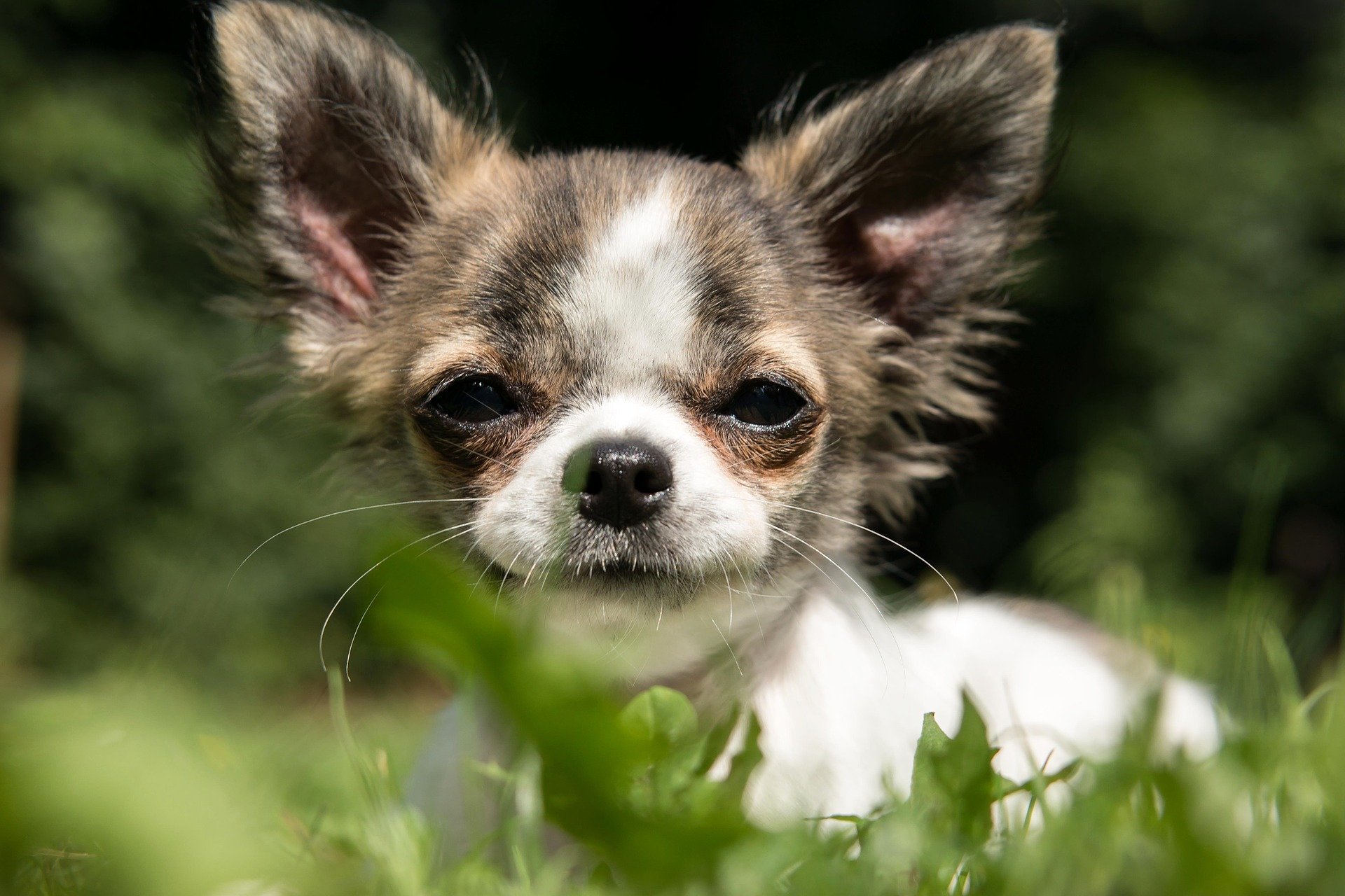 Chihuahua. Happy National Puppy Day! Click for more adorable photos! | Animals Zone