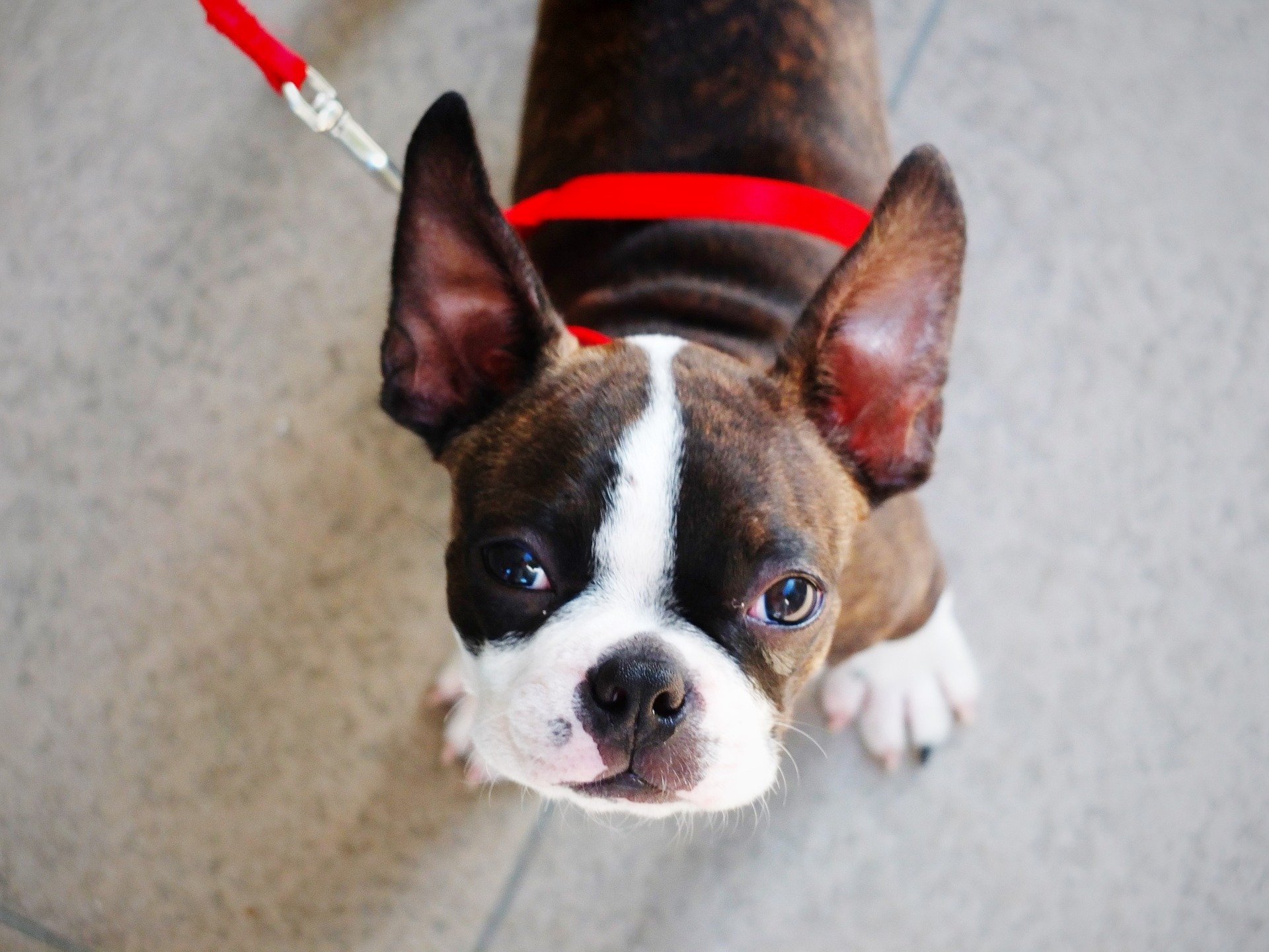 Boston Terrier. Happy National Puppy Day! Click for more adorable photos! | Animals Zone