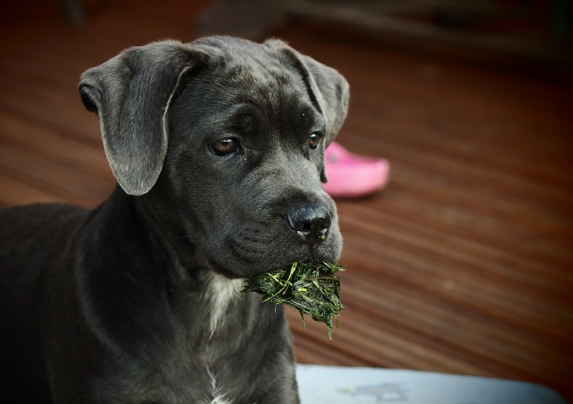 Cane Corso. Happy National Puppy Day! Click for more adorable photos! | Animals Zone