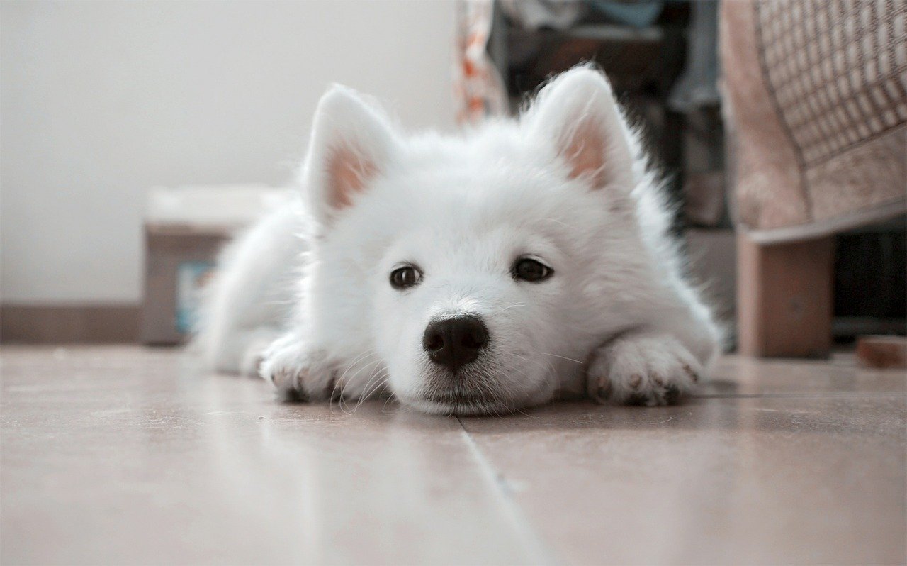 White Puppy. Happy National Puppy Day! Click for more adorable photos! | Animals Zone