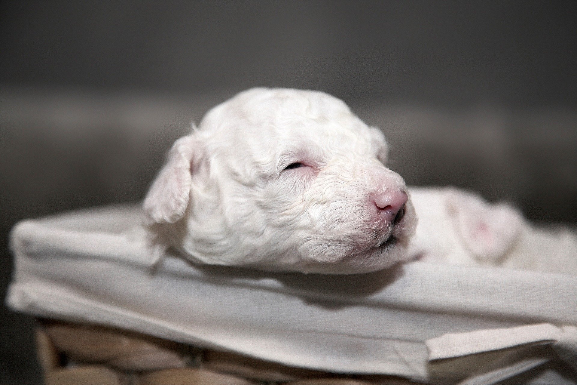 Maltese Puppy. Happy National Puppy Day! Click for more adorable photos! | Animals Zone