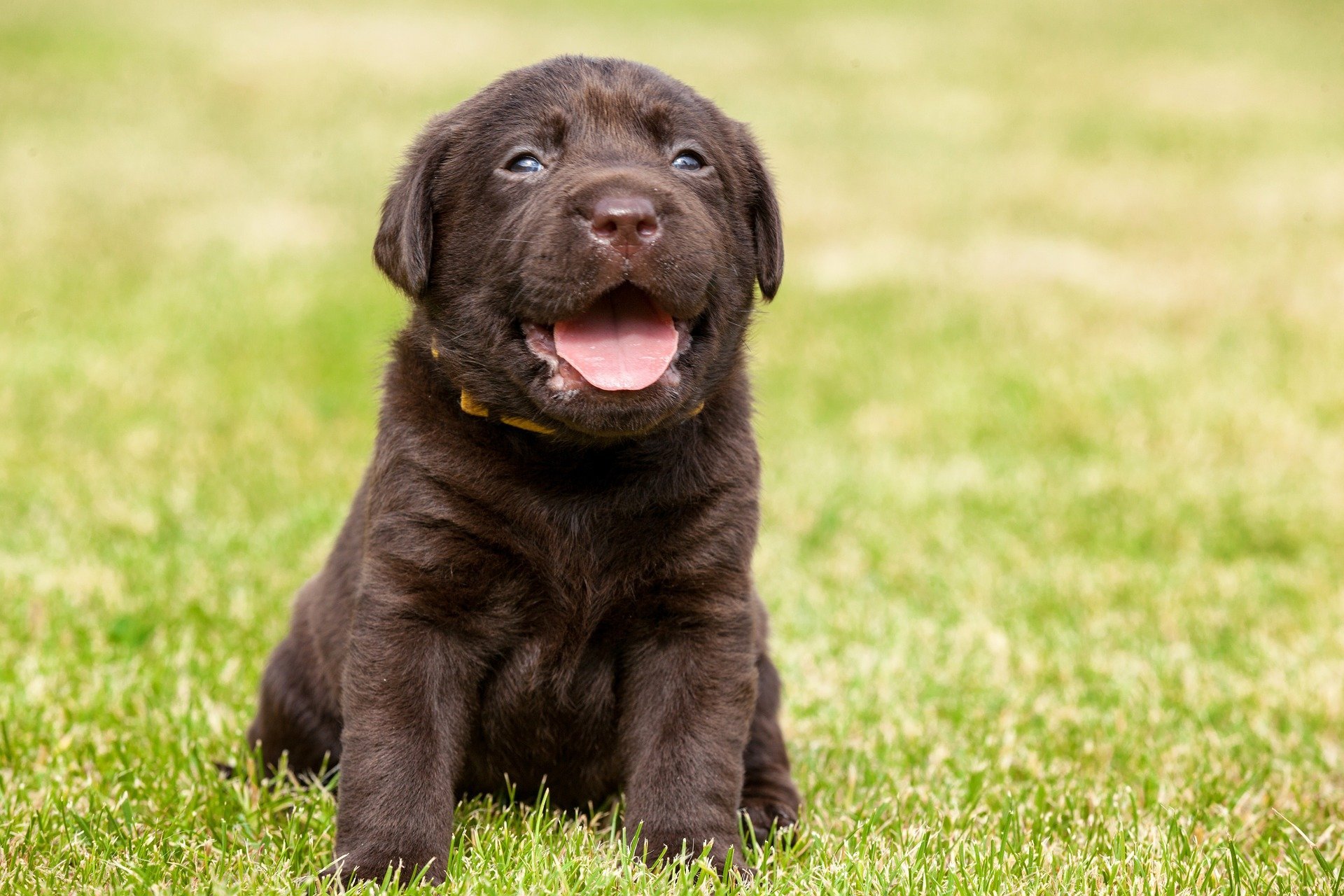 Labrador. Happy National Puppy Day! Click for more adorable photos! | Animals Zone