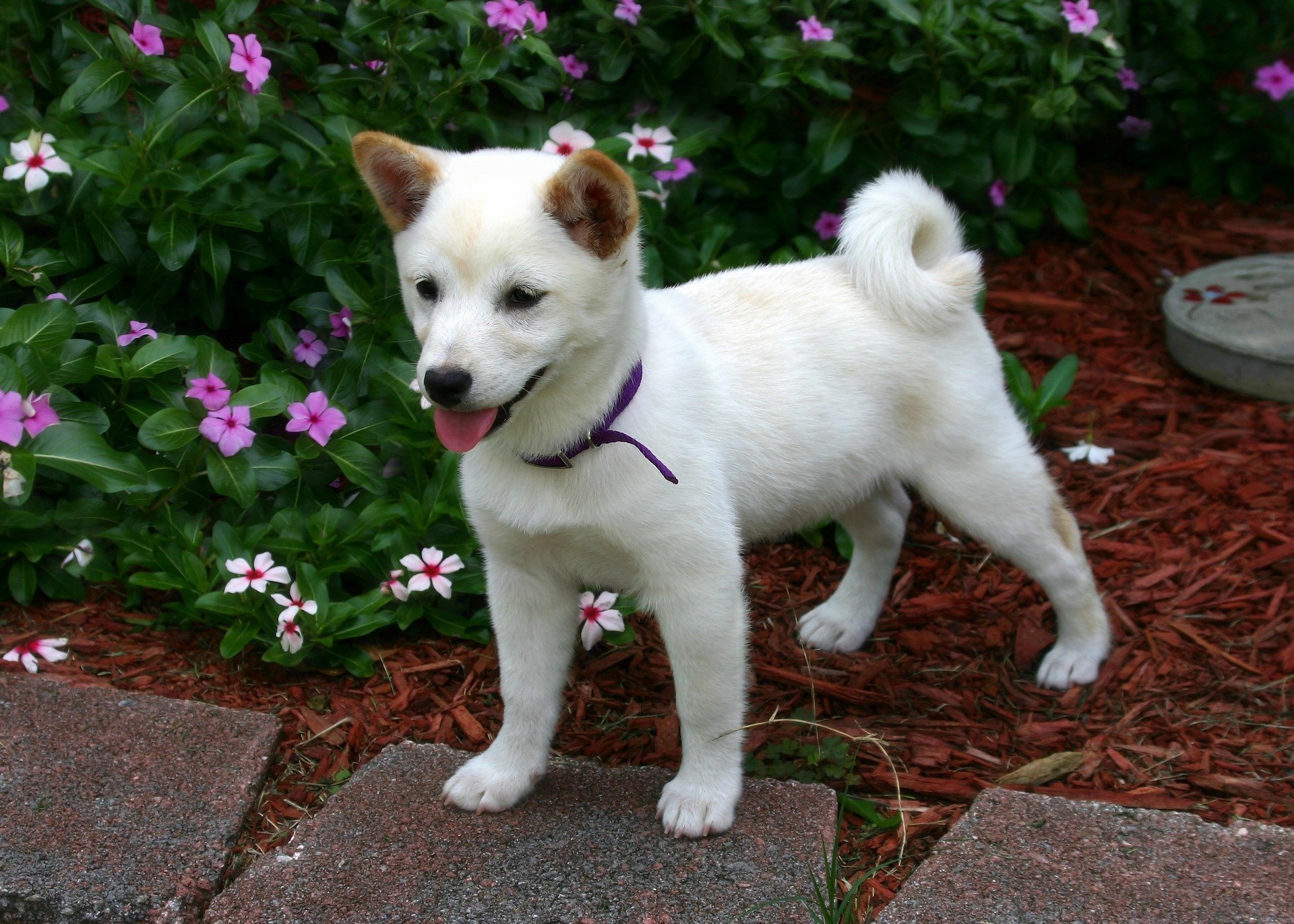 Shiba Inu. Happy National Puppy Day! Click for more adorable photos! | Animals Zone